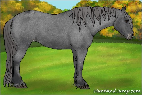 Horse Color:Blue Roan Appaloosa