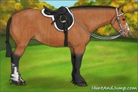 Horse Color:Bay and Bay