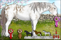 Horse Color:White Spotted Liver Red Dun Splash Appaloosa