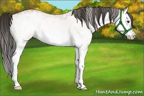 Horse Color:White Spotted Bay Splash and White Spotted Bay Splash
