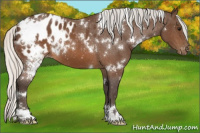 Horse Color:White Spotted Silver Brown Appaloosa 