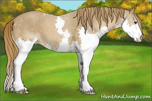 Horse Color:Chestnut Splash