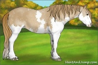 Horse Color:Chestnut Splash 