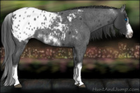 Horse Color:White Spotted Blue Roan Splash Frame Appaloosa