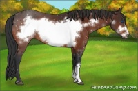 Horse Color:Bay Frame 