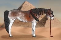 Horse Color:White Spotted Bay 