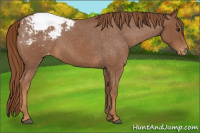 Horse Color:Red Roan Appaloosa
