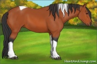 Horse Color:Bay Tobiano 