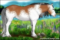 Horse Color:White Spotted Bay Splash 