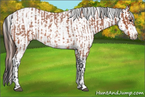 Horse Color:Bay Roan Splash Frame  and Bay Roan Splash Frame Appaloosa 
