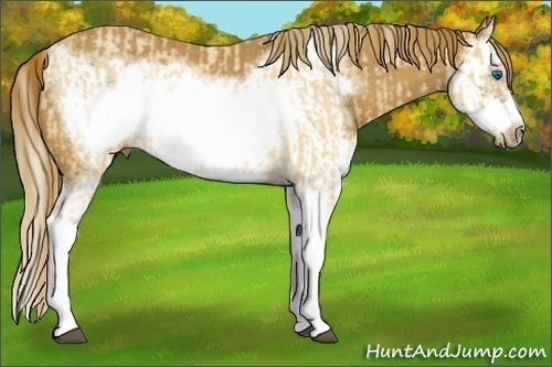 Horse Color:Palomino Roan Splash Frame  and Red Roan Splash Frame 