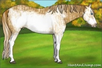 Horse Color:Palomino Roan Splash Frame and Red Roan Splash Frame