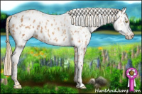 Horse Color:Gold Champagne Appaloosa  and Gold Champagne Appaloosa 