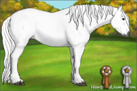 Horse Color:Gray Bay Roan