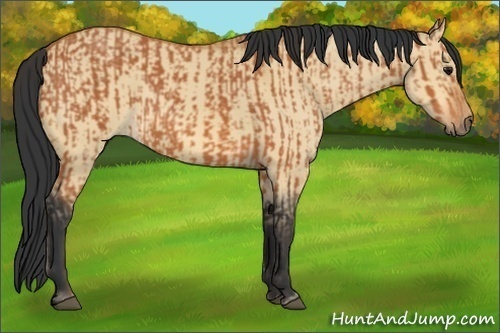 Horse Color:Bay  and Bay Dun 