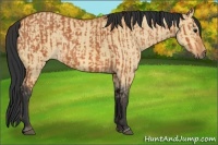 Horse Color:Bay  and Bay Dun 