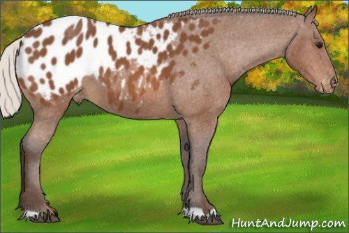 Horse Color:Silver Bay Appaloosa 