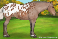 Horse Color:Silver Bay Appaloosa 