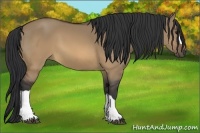 Horse Color:Brown Dun