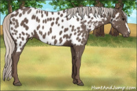 Horse Color:Silver Black Appaloosa 