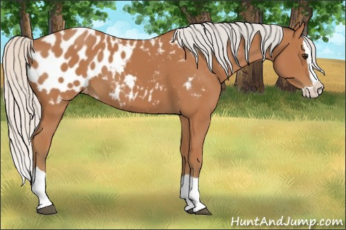 Horse Color:Silver Bay Splash Appaloosa 