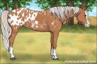 Horse Color:Silver Bay Splash Appaloosa 