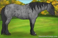 Horse Color:Blue Roan Rabicano