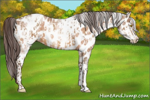 Horse Color:Amber Champagne Appaloosa  and White Spotted Amber Champagne Appaloosa 