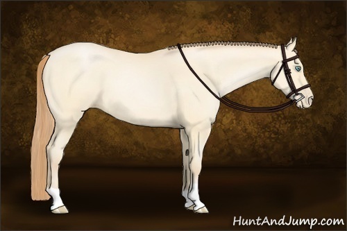 Horse Color:Buckskin Pearl