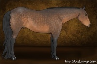 Horse Color:Buckskin 