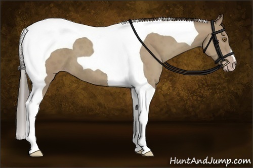 Horse Color:Classic Cream Champagne Tobiano