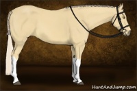 Horse Color:Palomino Tobiano Rabicano