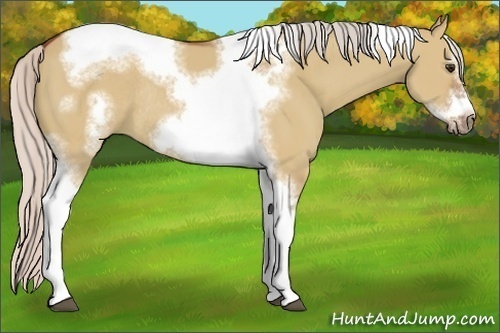 Horse Color:Silver Bay Dun Sabino Tobiano Frame Rabicano