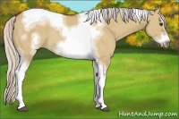 Horse Color:Silver Bay Dun Sabino Tobiano Frame Rabicano