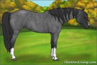 Horse Color:Blue Roan 
