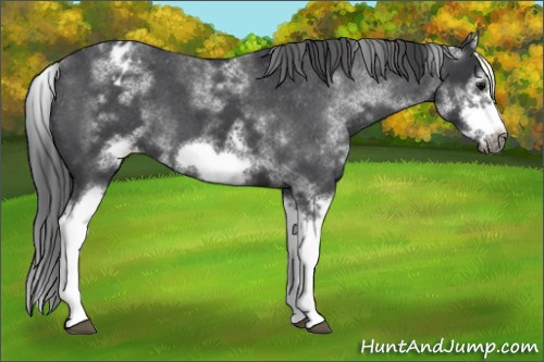 Horse Color:White Spotted Blue Roan Splash Frame Appaloosa 