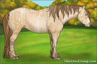 Horse Color:Buckskin Roan Pearl Frame and Gray Buckskin Roan Pearl Frame