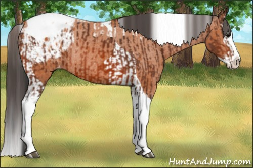 Horse Color:Bay Splash Tobiano Appaloosa  and Bay Splash Tobiano Appaloosa Rabicano 