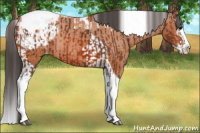 Horse Color:Bay Splash Tobiano Appaloosa  and Bay Splash Tobiano Appaloosa Rabicano 
