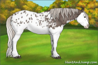 Horse Color:Silver Black Splash Appaloosa