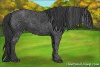 Horse Color:Smoky Black