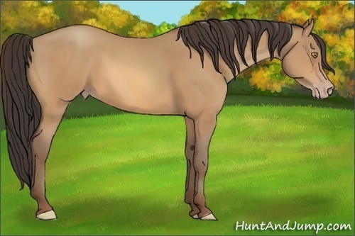 Horse Color:Amber Champagne Rabicano