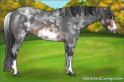 Horse Color:White Spotted Brown Roan Frame