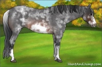Horse Color:White Spotted Brown Roan Frame