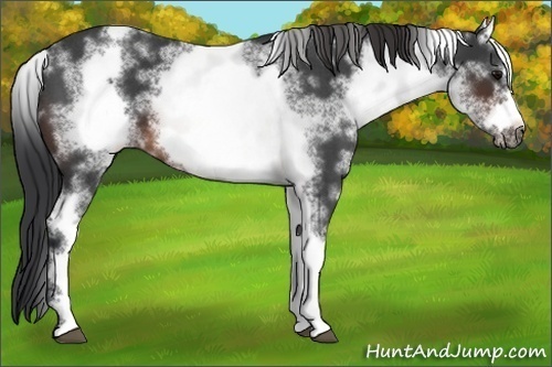 Horse Color:White Spotted Brown Roan Frame