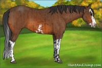 Horse Color:Bay Splash Frame and Bay Splash Frame