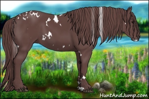 Horse Color:White Spotted Chocolate Smoky Black 