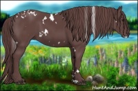 Horse Color:White Spotted Chocolate Smoky Black