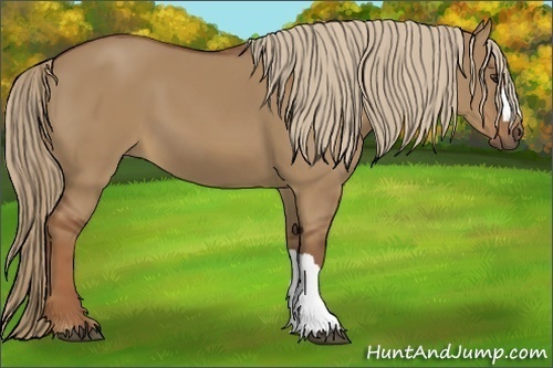 Horse Color:Red Dun 