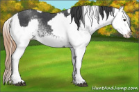 Horse Color:White Spotted Blue Roan Rabicano and White Spotted Blue Roan Varnish Rabicano